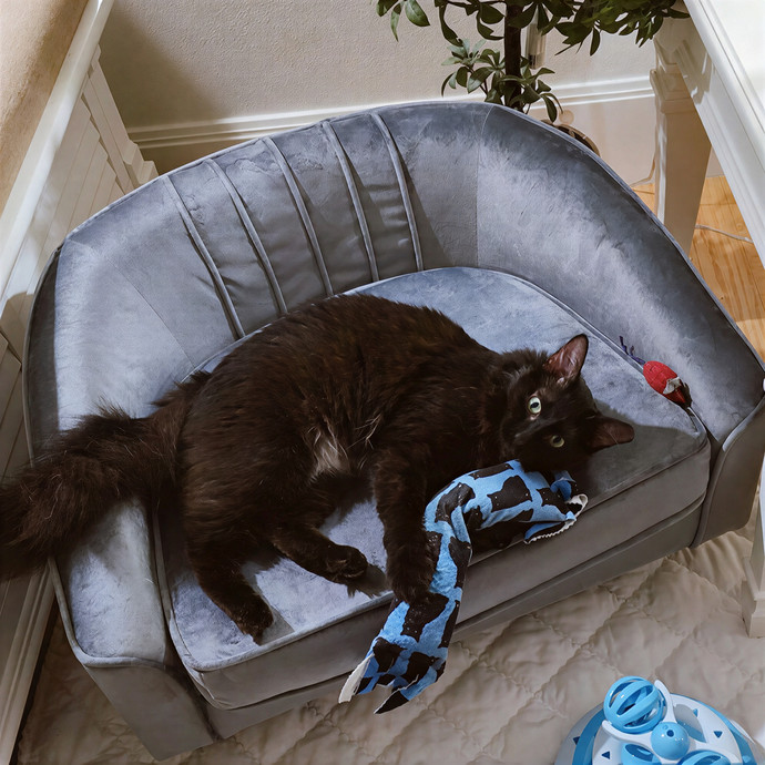 Pennie The Cat Nanny