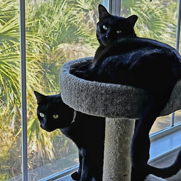 Pennie The Cat Nanny