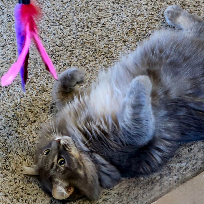 Pennie The Cat Nanny
