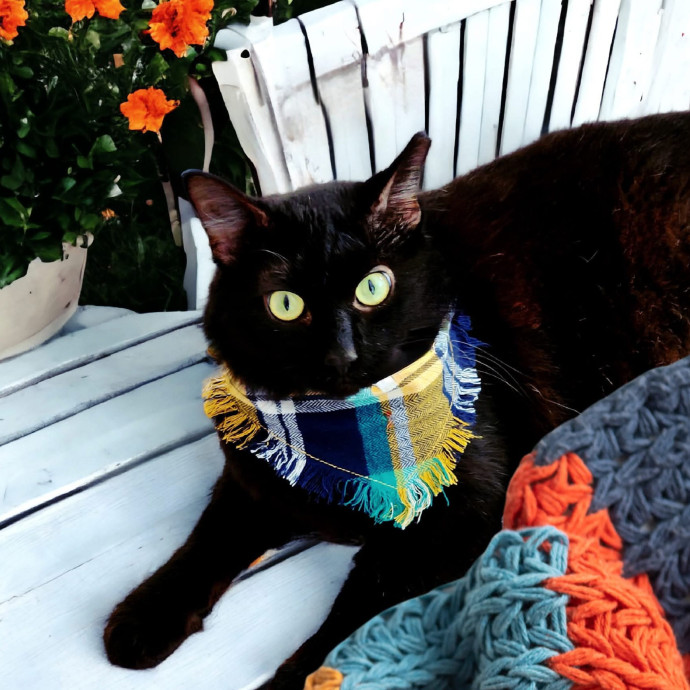 Pennie The Cat Nanny