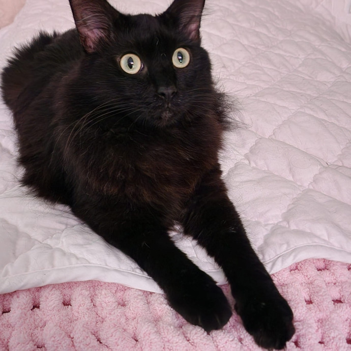 Pennie The Cat Nanny