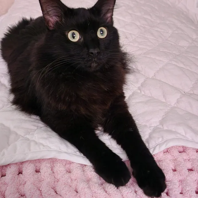 Pennie The Cat Nanny