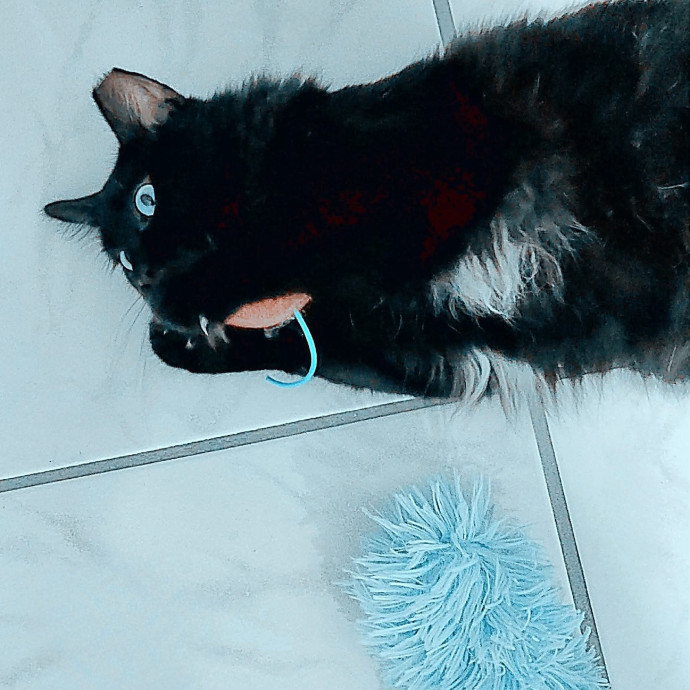 Pennie The Cat Nanny