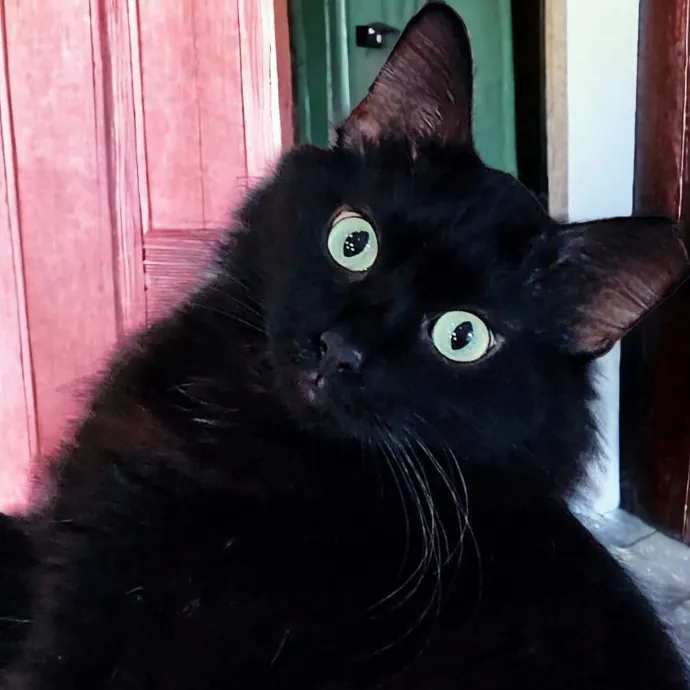 Pennie The Cat Nanny