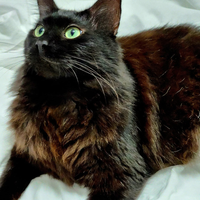 Pennie The Cat Nanny