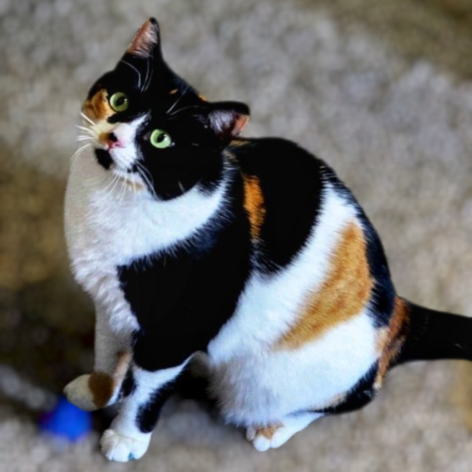 Pennie The Cat Nanny