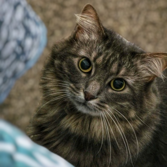 Pennie The Cat Nanny