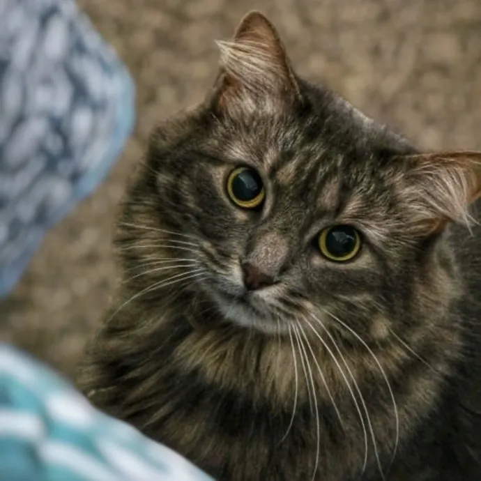 Pennie The Cat Nanny