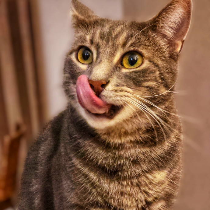 Pennie The Cat Nanny