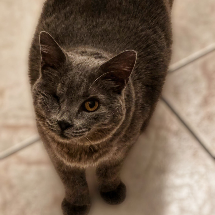 Pennie The Cat Nanny