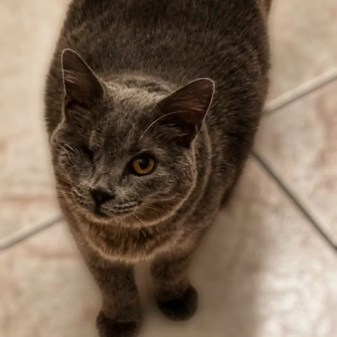 Pennie The Cat Nanny