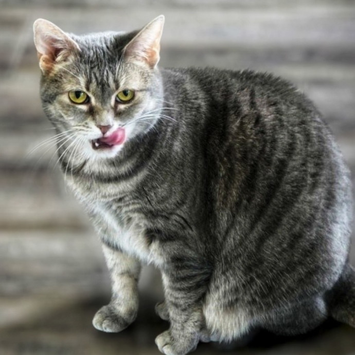 Pennie The Cat Nanny