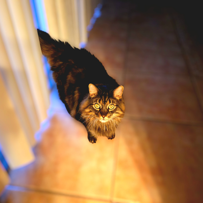 Pennie The Cat Nanny