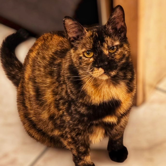 Pennie The Cat Nanny