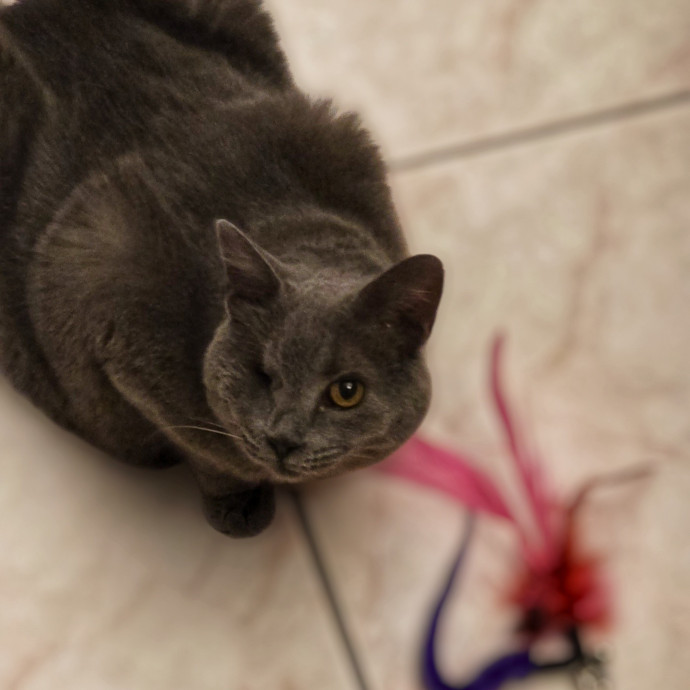 Pennie The Cat Nanny