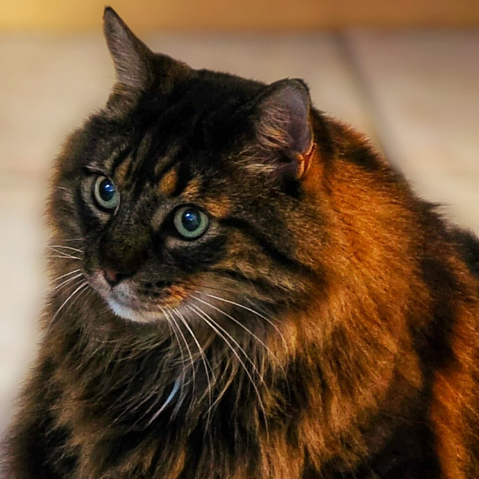 Pennie The Cat Nanny