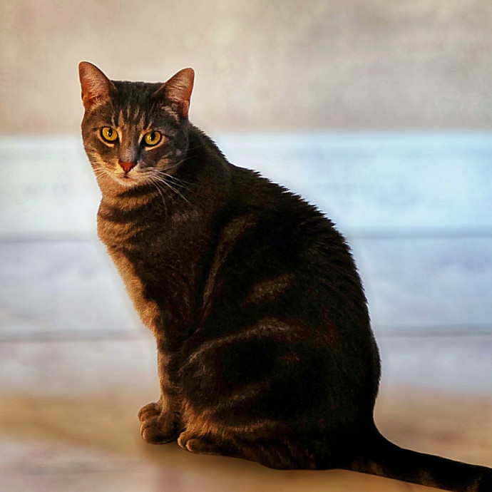 Pennie The Cat Nanny