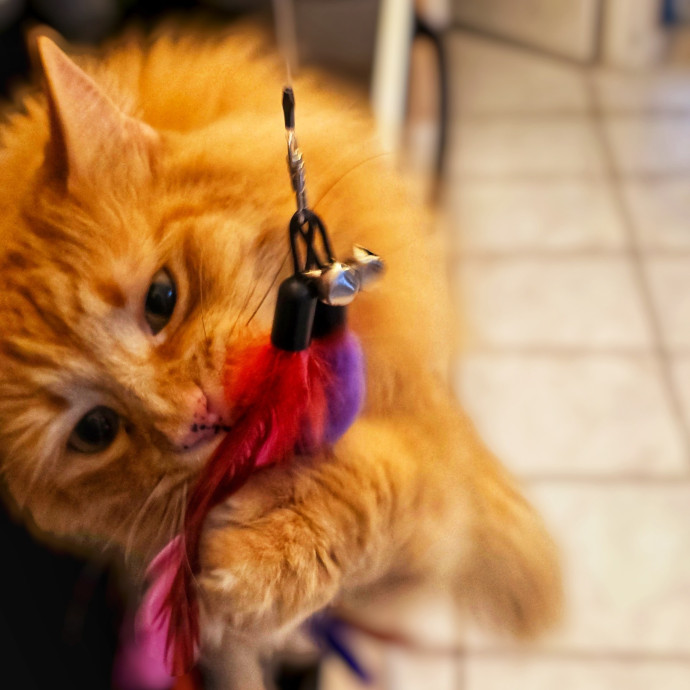 Pennie The Cat Nanny