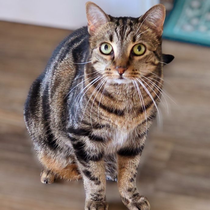 Pennie The Cat Nanny