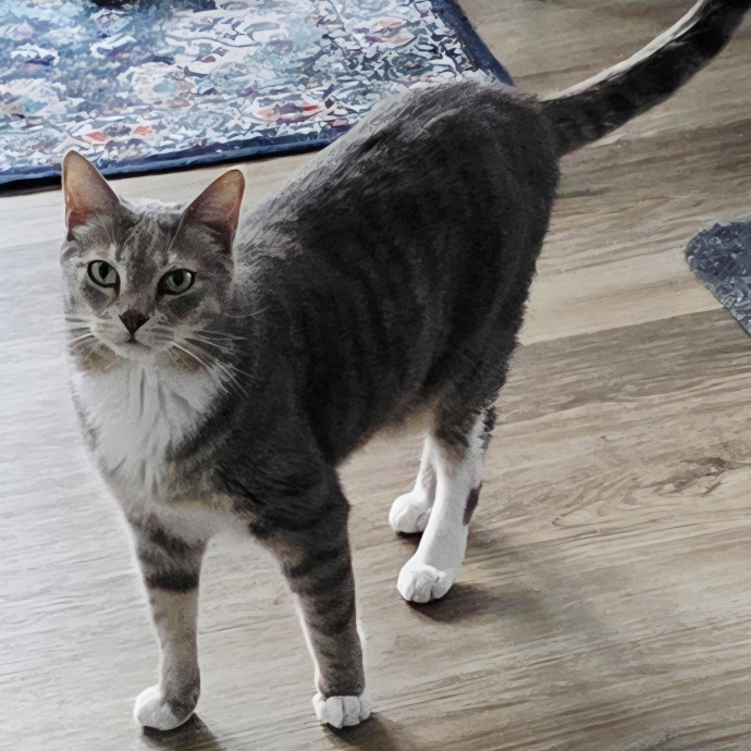 Pennie The Cat Nanny