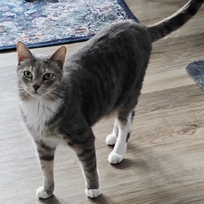 Pennie The Cat Nanny