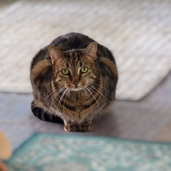 Pennie The Cat Nanny