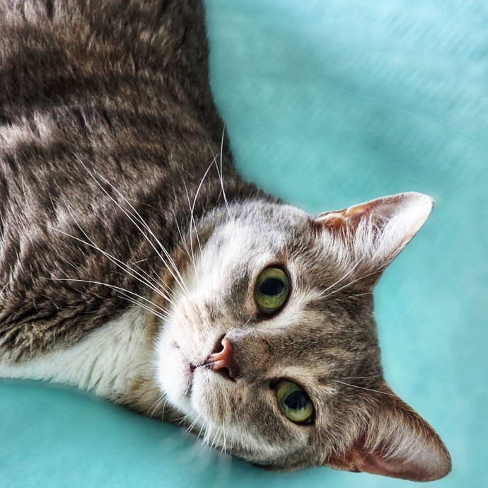 Pennie The Cat Nanny