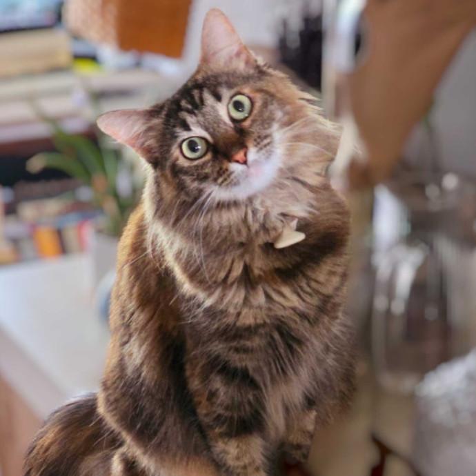 Pennie The Cat Nanny