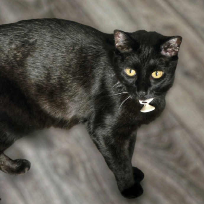 Pennie The Cat Nanny