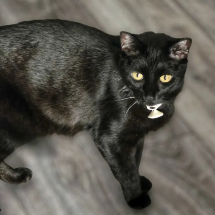 Pennie The Cat Nanny