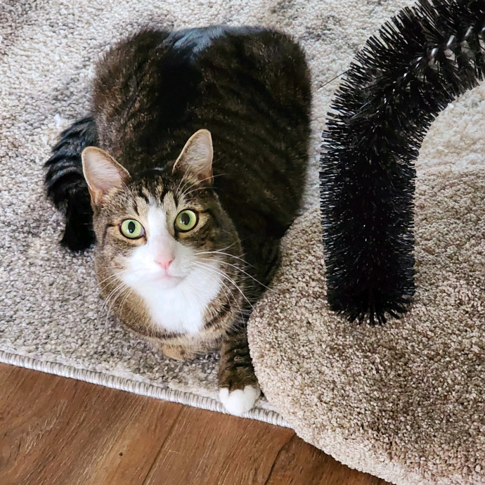 Pennie The Cat Nanny