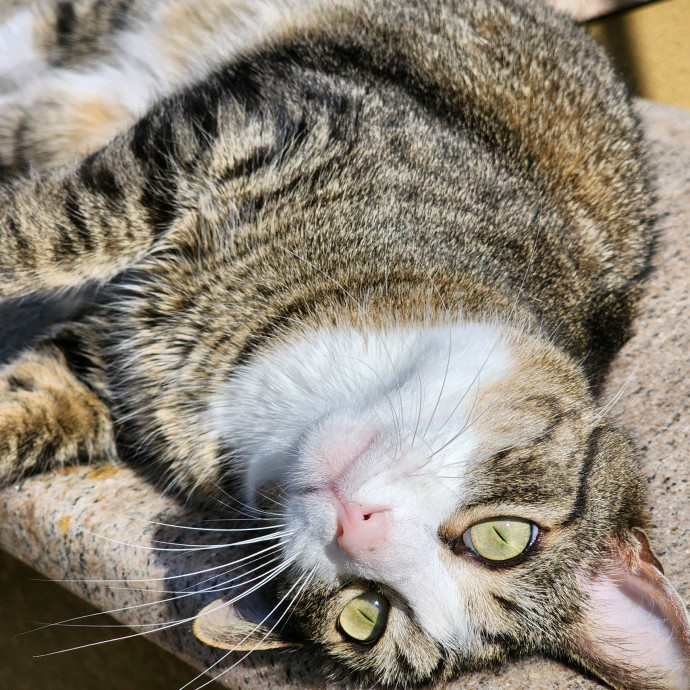 Pennie The Cat Nanny