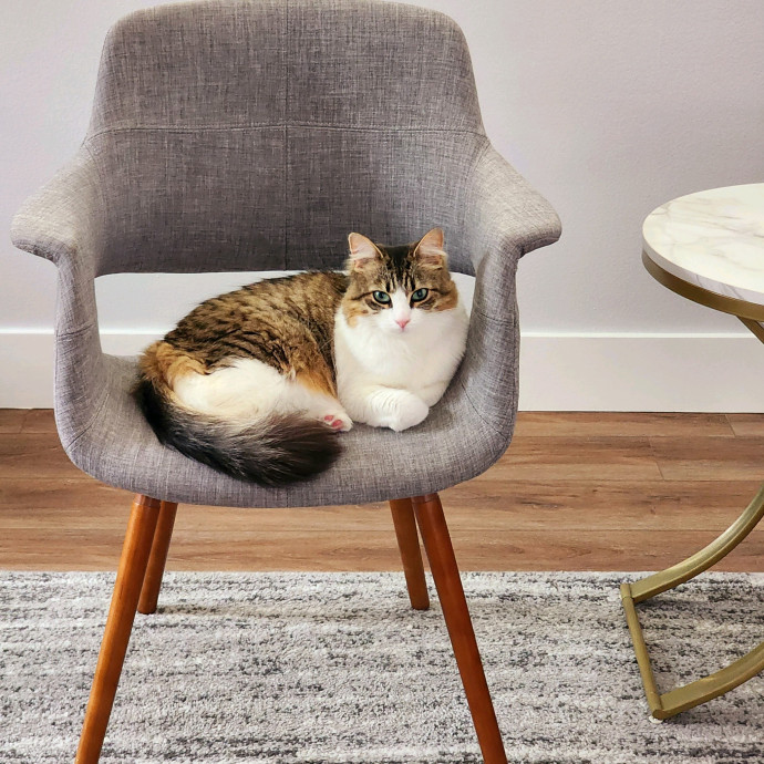 Pennie The Cat Nanny