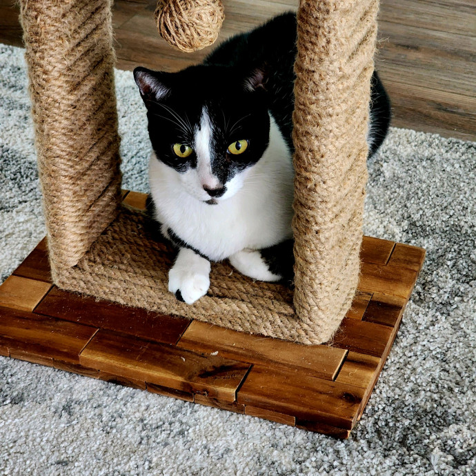 Pennie The Cat Nanny