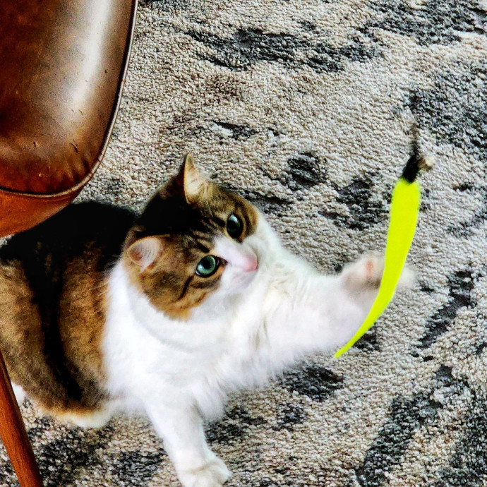 Pennie The Cat Nanny