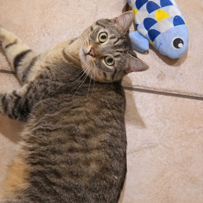 Pennie The Cat Nanny
