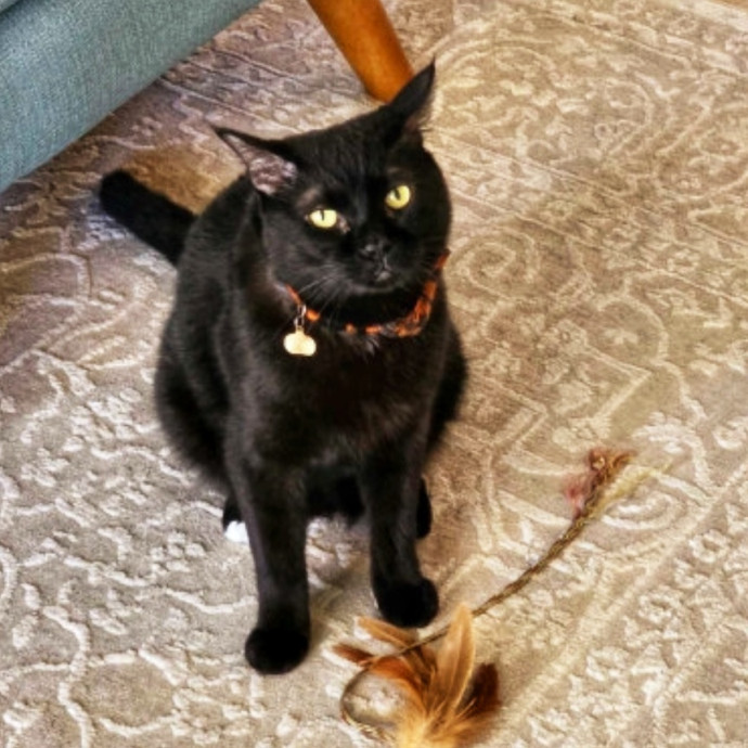 Pennie The Cat Nanny