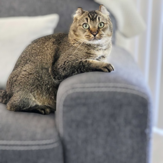 Pennie The Cat Nanny