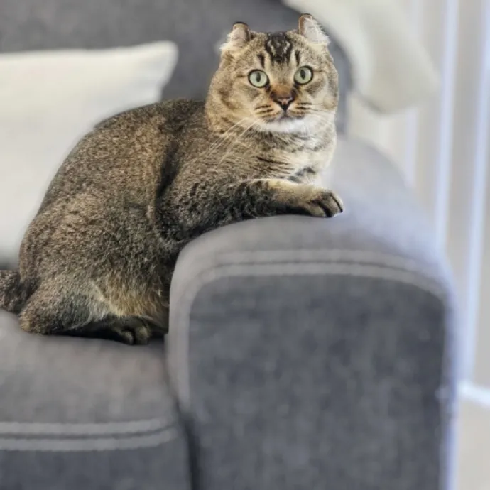 Pennie The Cat Nanny