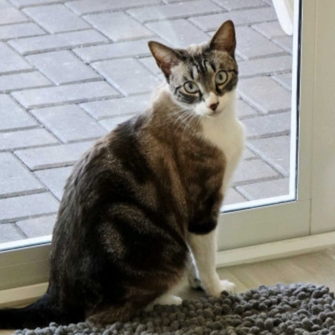 Pennie The Cat Nanny