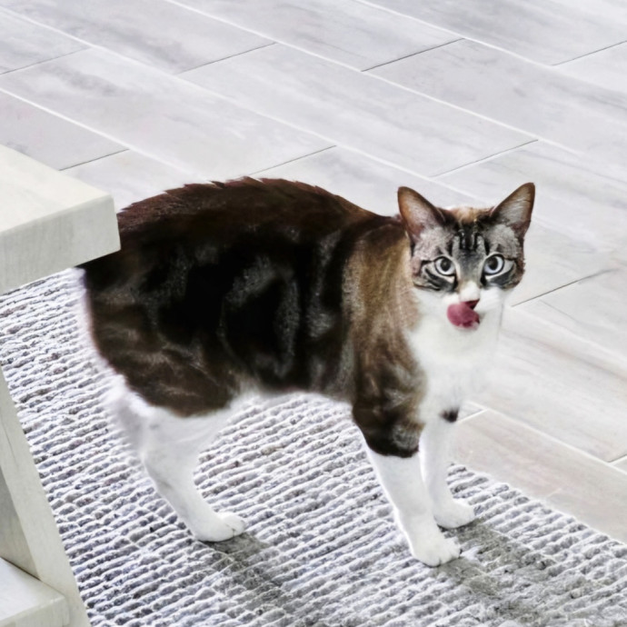 Pennie The Cat Nanny