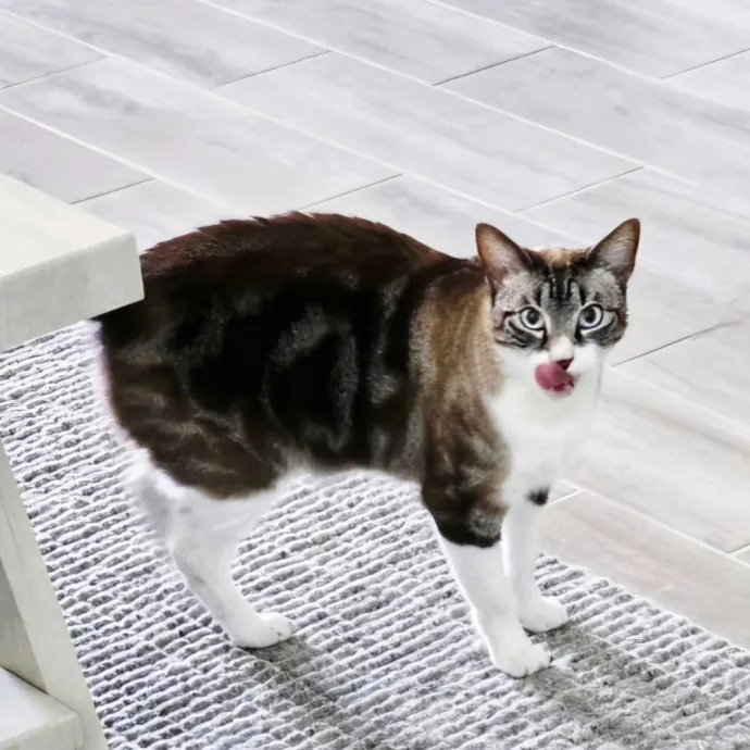 Pennie The Cat Nanny