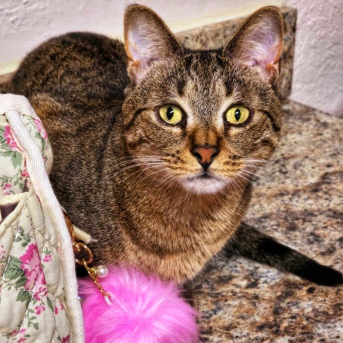 Pennie The Cat Nanny