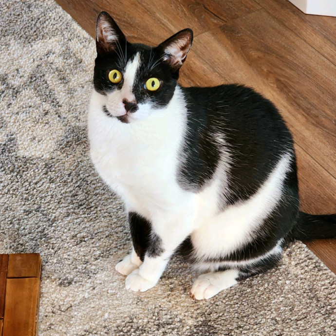 Pennie The Cat Nanny
