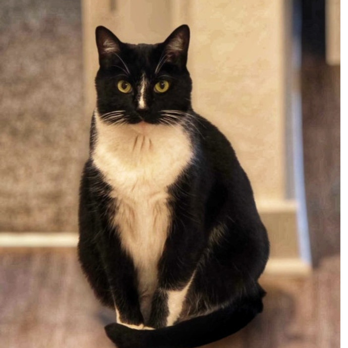 Pennie The Cat Nanny