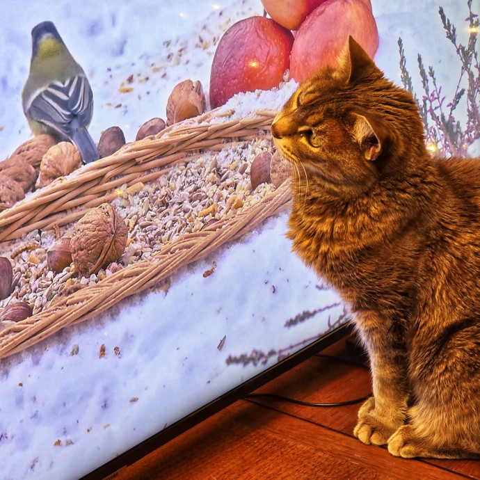 Pennie The Cat Nanny