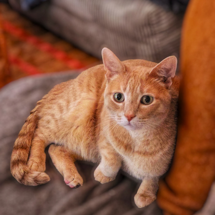 Pennie The Cat Nanny