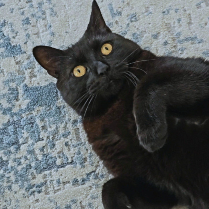 Pennie The Cat Nanny