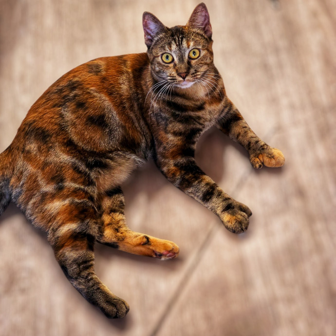 Pennie The Cat Nanny