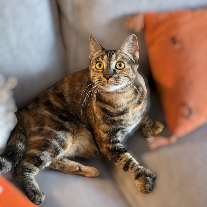 Pennie The Cat Nanny